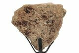 Dinosaur (Triceratops) Frill Shield Section - South Dakota #340108-2